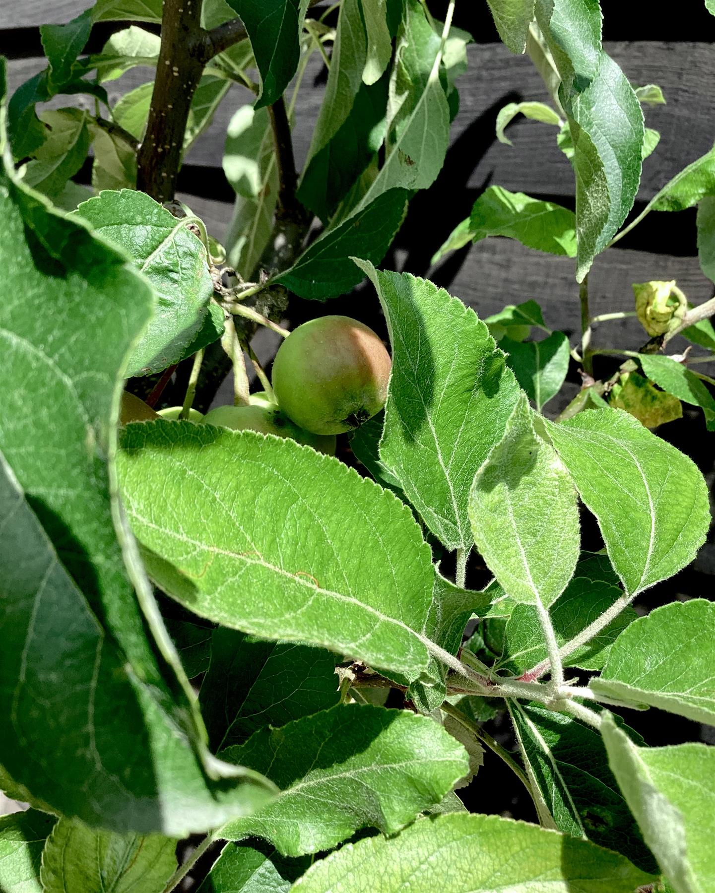 Apple tree 'Idared' | Malus domestica - Semi Dwarfing - Height 160-170cm - 20lt