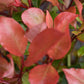 Photinia x fraseri Little Red Robin | Christmas berry - Small Tree/Shrub - Clear ministem 40cm - Height 80-90cm - 7lt