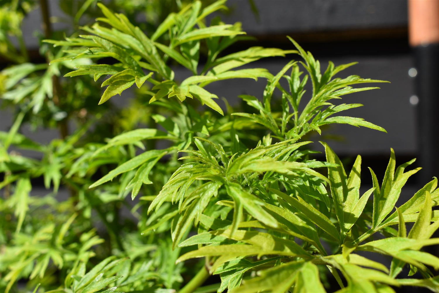 Sambucus Golden Tower - Shrub - 60-90cm - 20lt