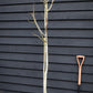 Fig | Ficus carica 'Ice Crystal' - Half Standard - Height 180-200cm - 35lt