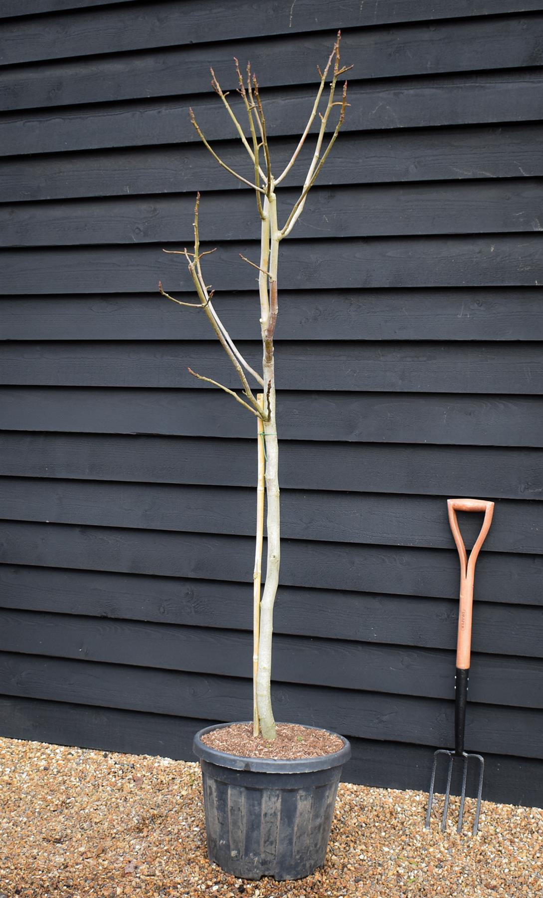 Fig | Ficus carica 'Ice Crystal' - Half Standard - Height 180-200cm - 35lt