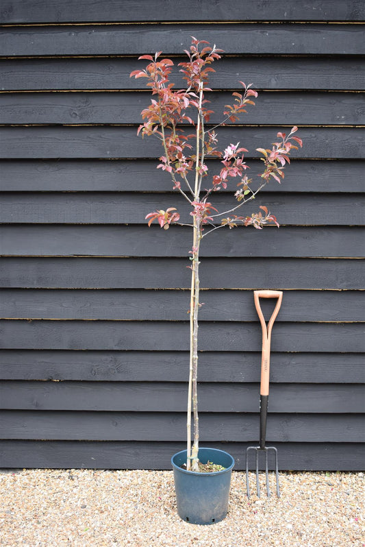 Malus Neville Copeman | Purple Crab Apple Tree, Clear Stem - 200-250cm, 10lt