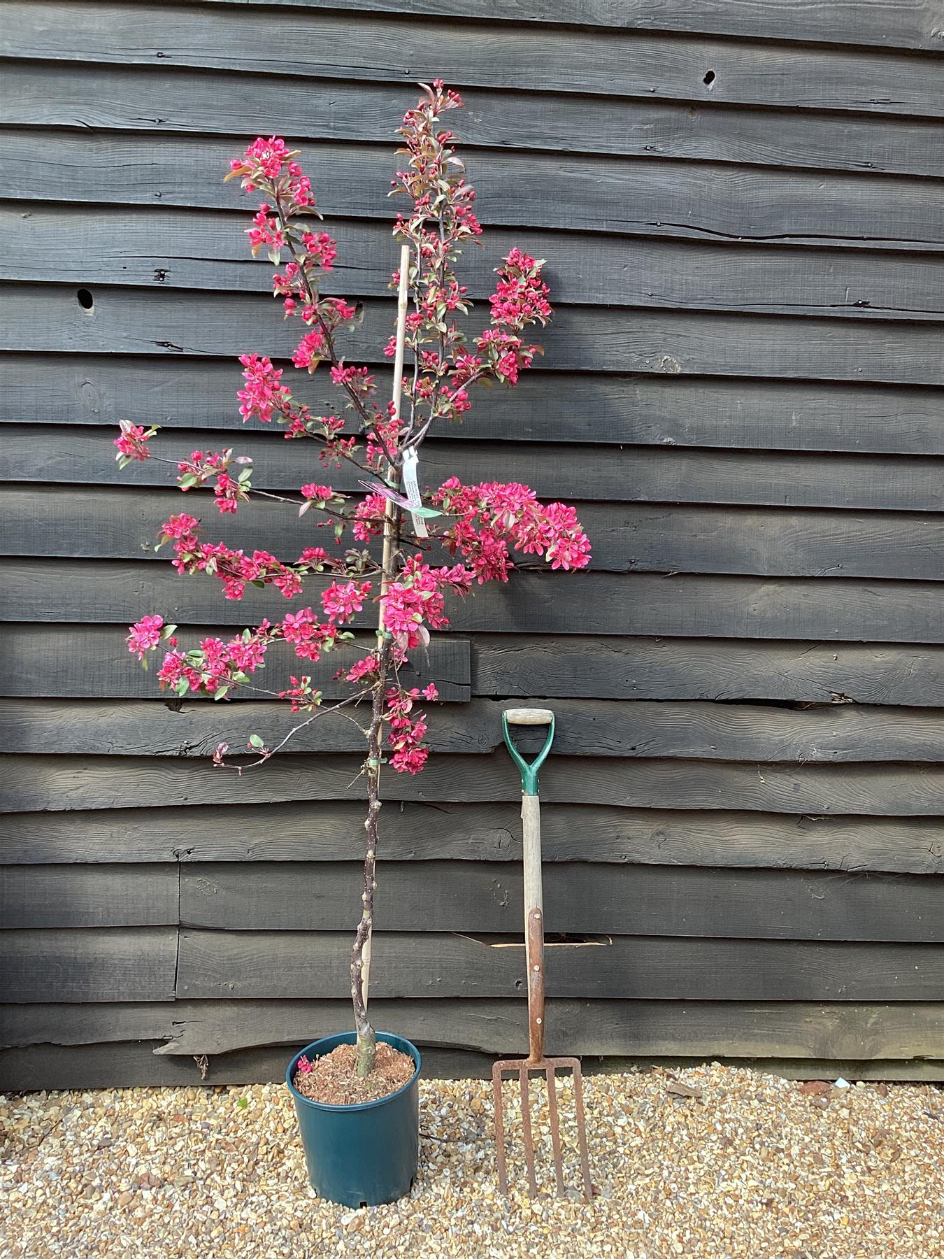 Malus Profusion Crab Apple Tree, Clear Stem - 180-200cm, 10lt