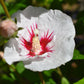 Hibiscus syriacus 'Red Heart' - White (Red Centre) - Bushy Shrub - Height 120-150cm - 25lt