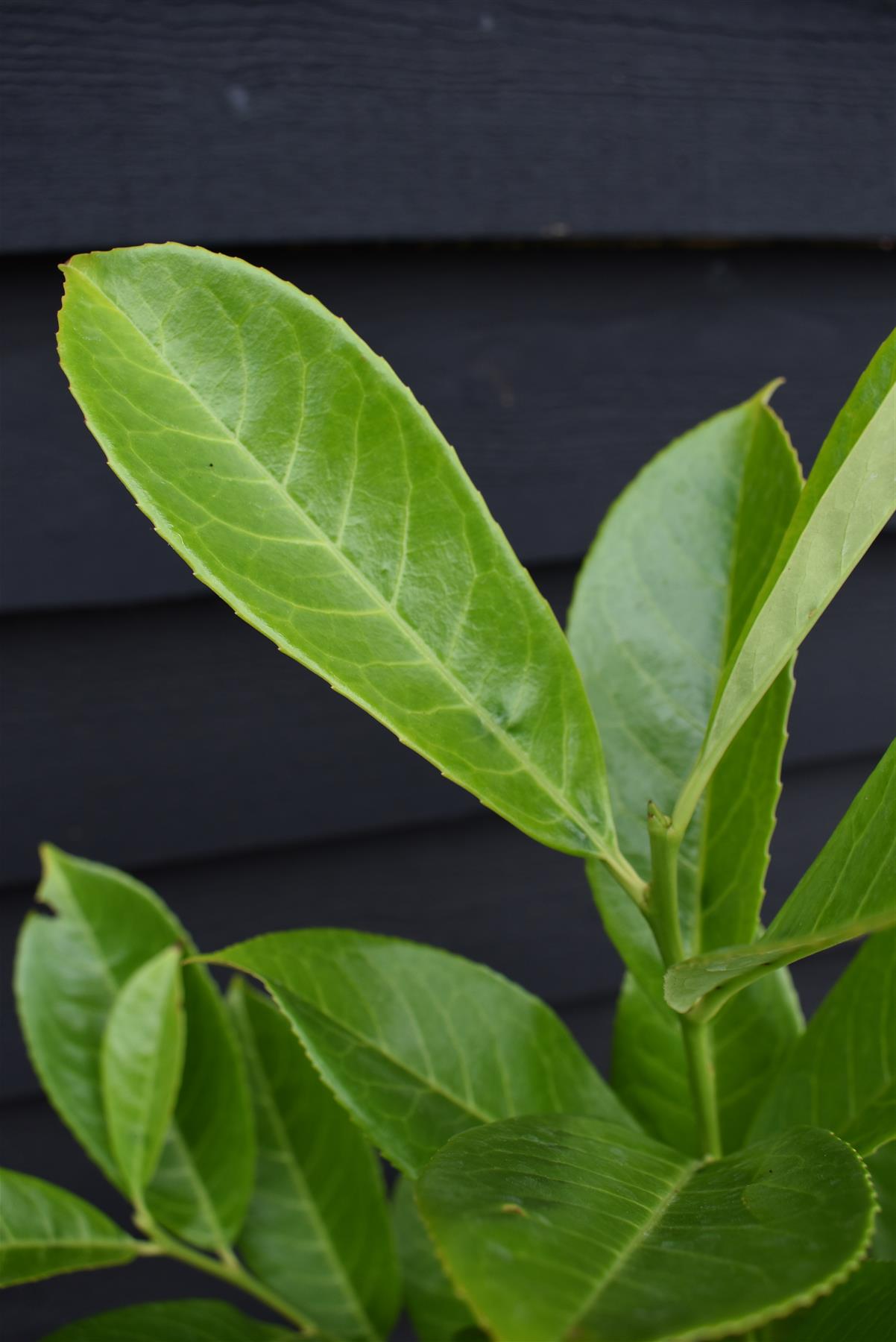 Cherry Laurel | Prunus Laurocerasus Rotundifolia - 80-90cm - Pot Grown - 12lt