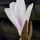 Magnolia Soulangeana 'Alba' | Saucer magnolia - 1/4 Standard - 160-200cm