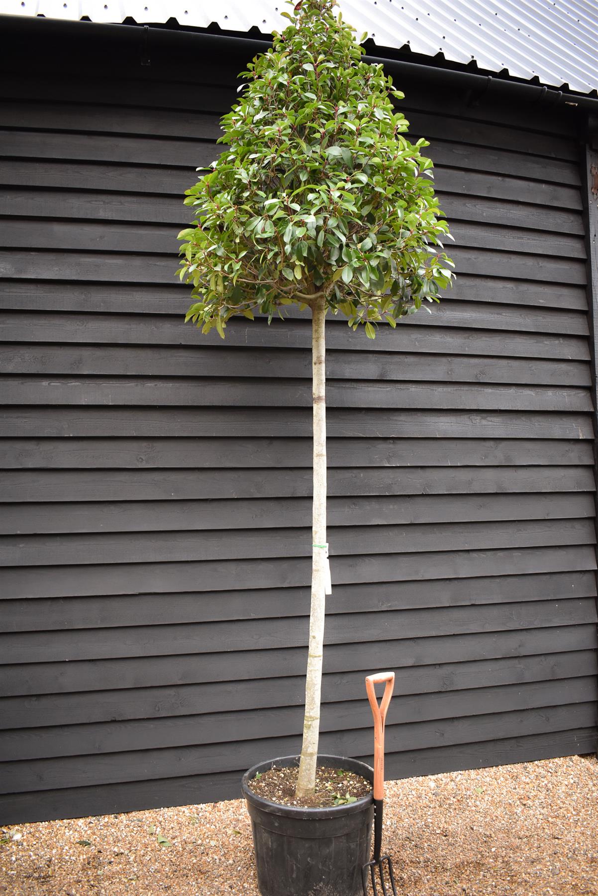 Photinia Red Robin | Christmas berry 'Red Robin' - Standard - Standard - Cone - Girth 16-18cm - Height 330-350cm - 90lt