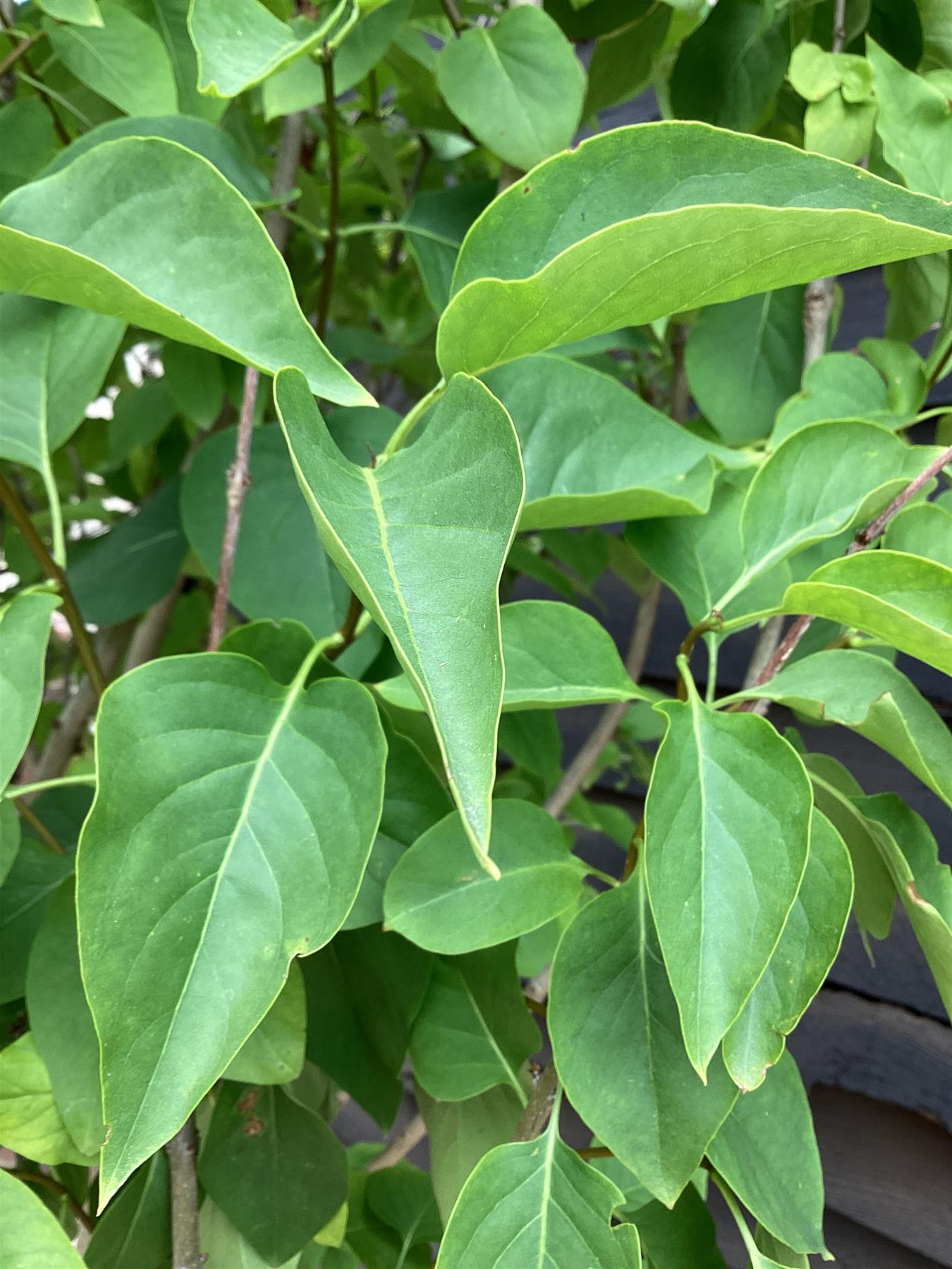 Syringa Vulgaris | Lilac - Shrub - White - Height 120-130cm - 35lt