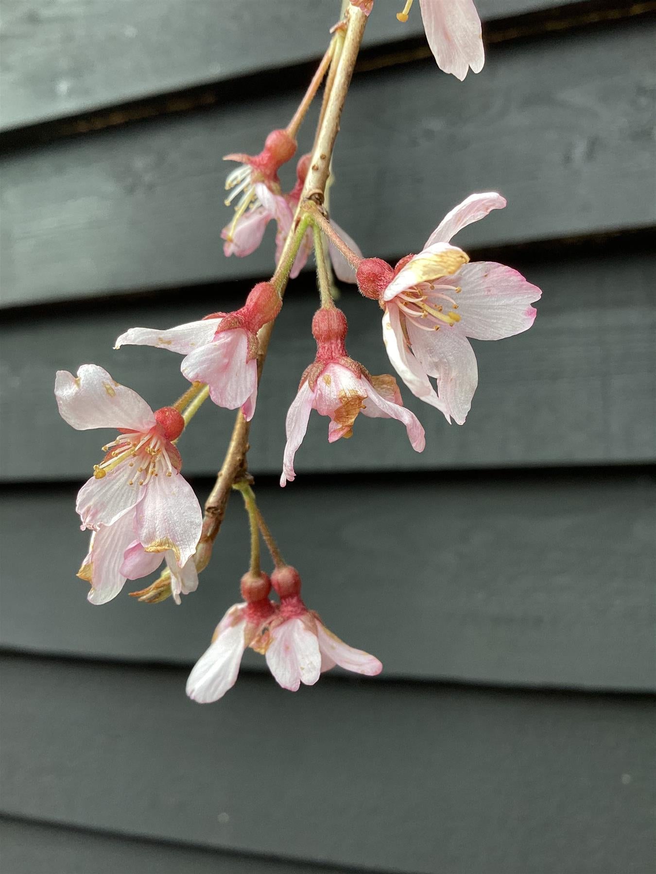 Prunus Subhirtella Pendula Rubra - Height 180-220cm - 12lt