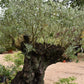 Olive Tree | Olea Europea 1/2 Std - 275-285cm, 500lt