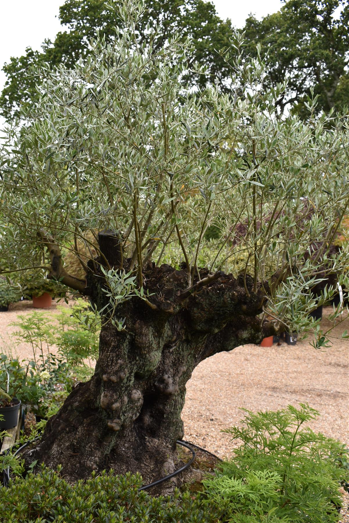 Olive Tree | Olea Europea 1/2 Std - 275-285cm, 500lt