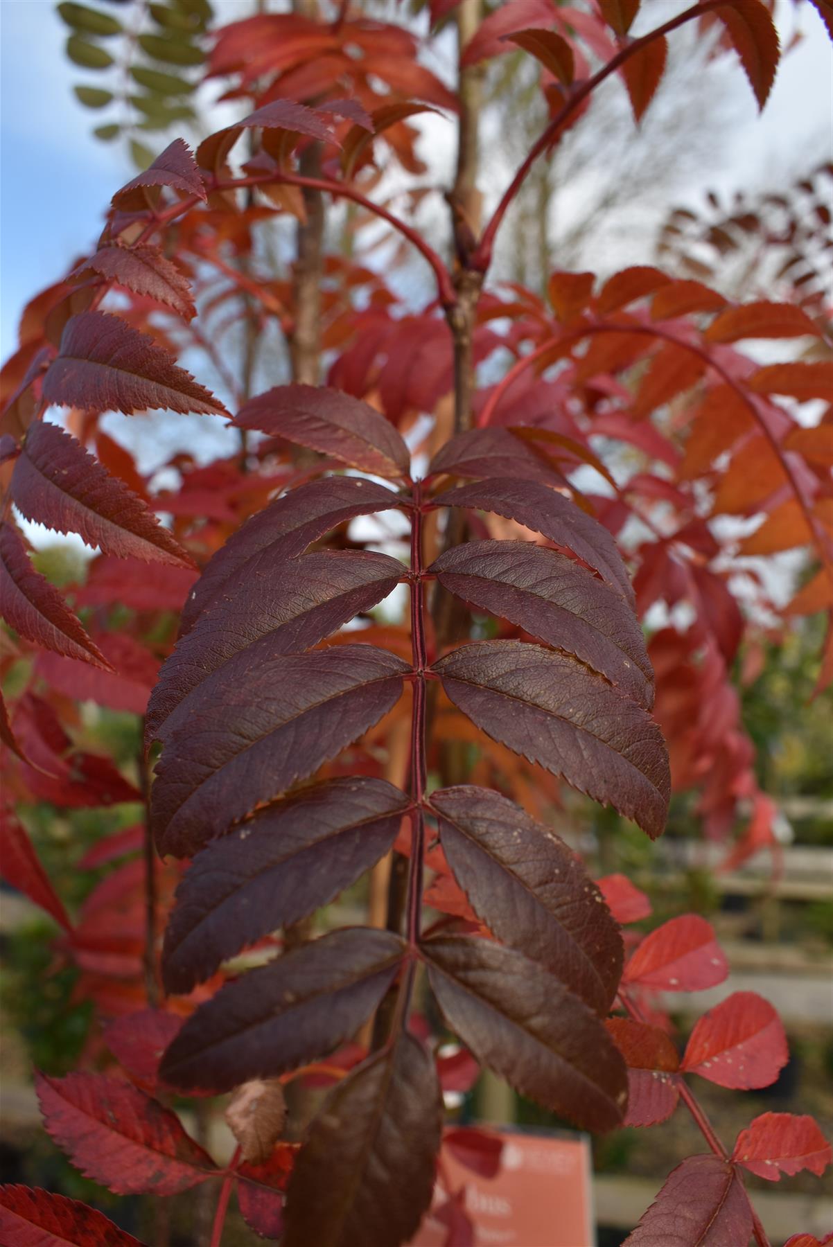 Sorbus aucuparia Autumn Spire | Mountain Ash ‘Autumn Spire’ - 200-250cm, 10lt