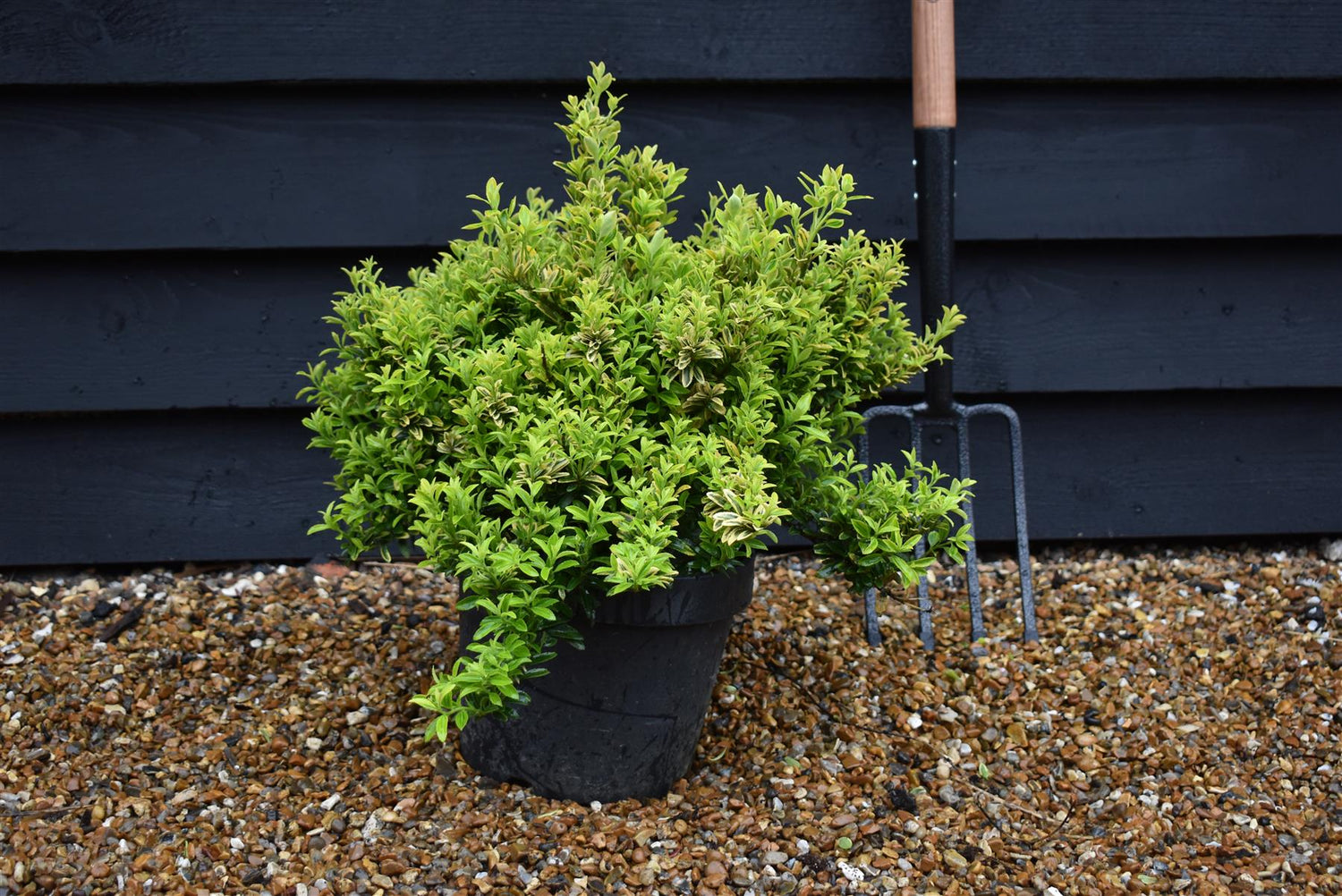 Euonymus japonicus 'Microphyllus'' - 40-50cm - 10lt