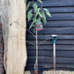 Cherry 'Stella' on Colt | Prunus avium - Semi-Dwarfing - Height 140-160cm - 20lt