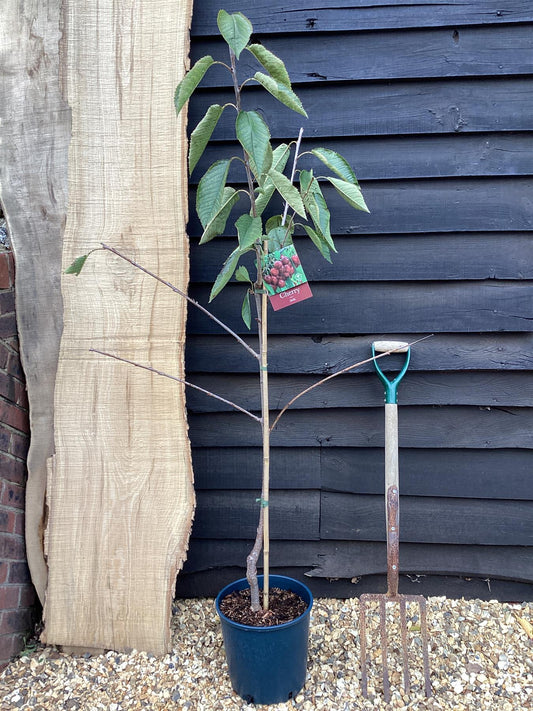 Cherry 'Stella' on Colt | Prunus avium - Semi-Dwarfing - Height 140-160cm - 20lt