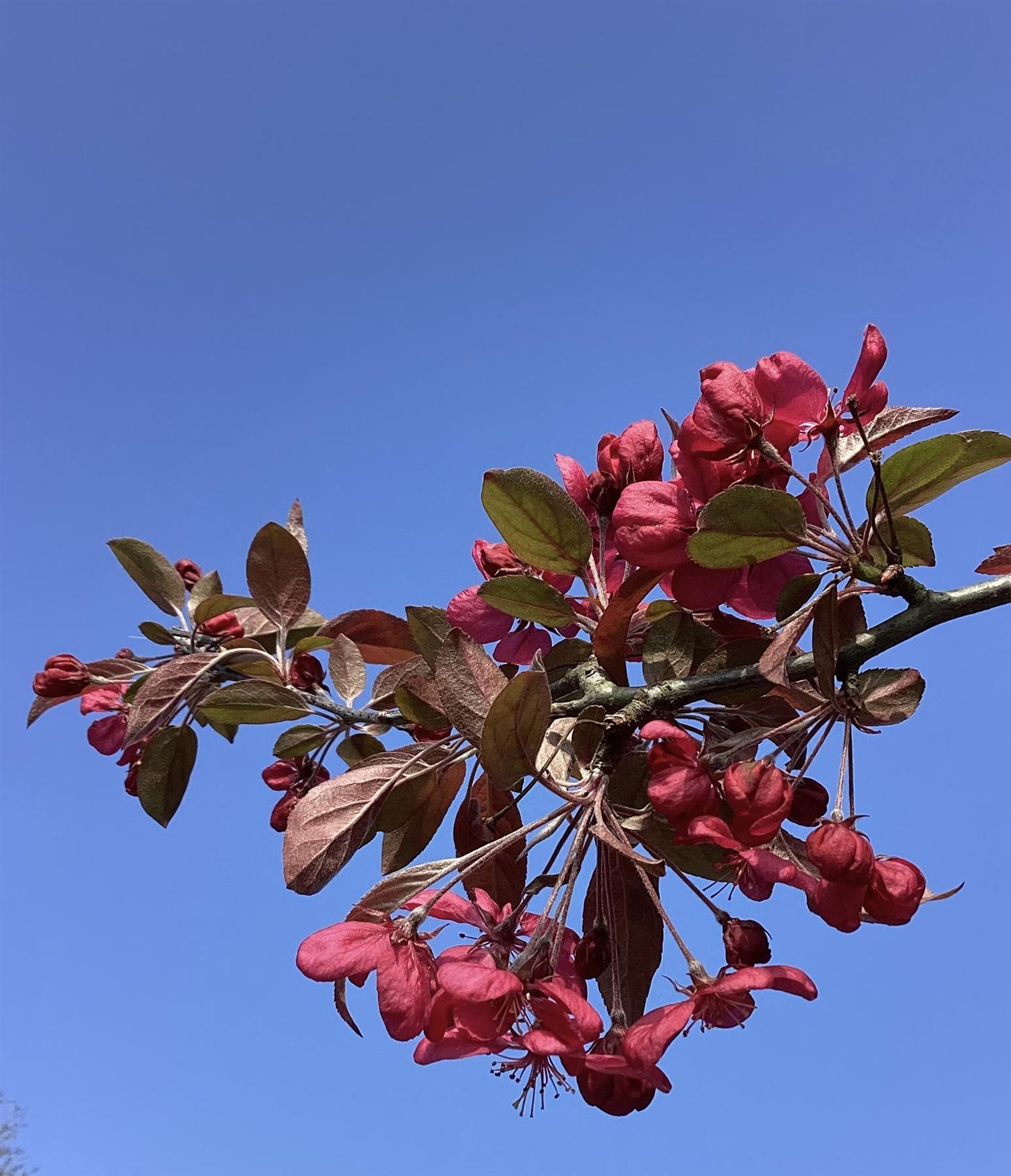 Malus 'Coccinella'