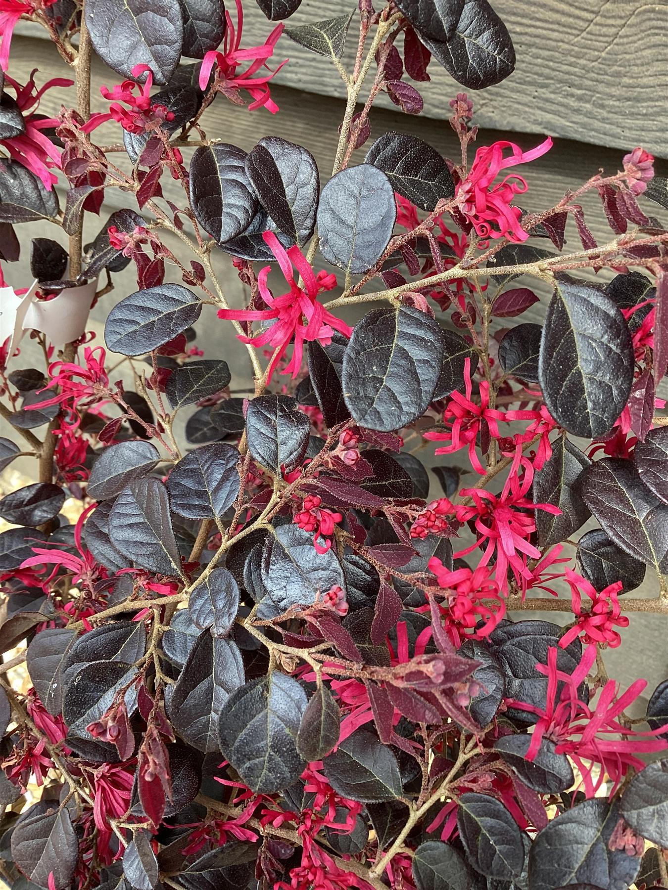 Loropetalum Fede | Chinese Fringe Flower - 140cm - 25lt