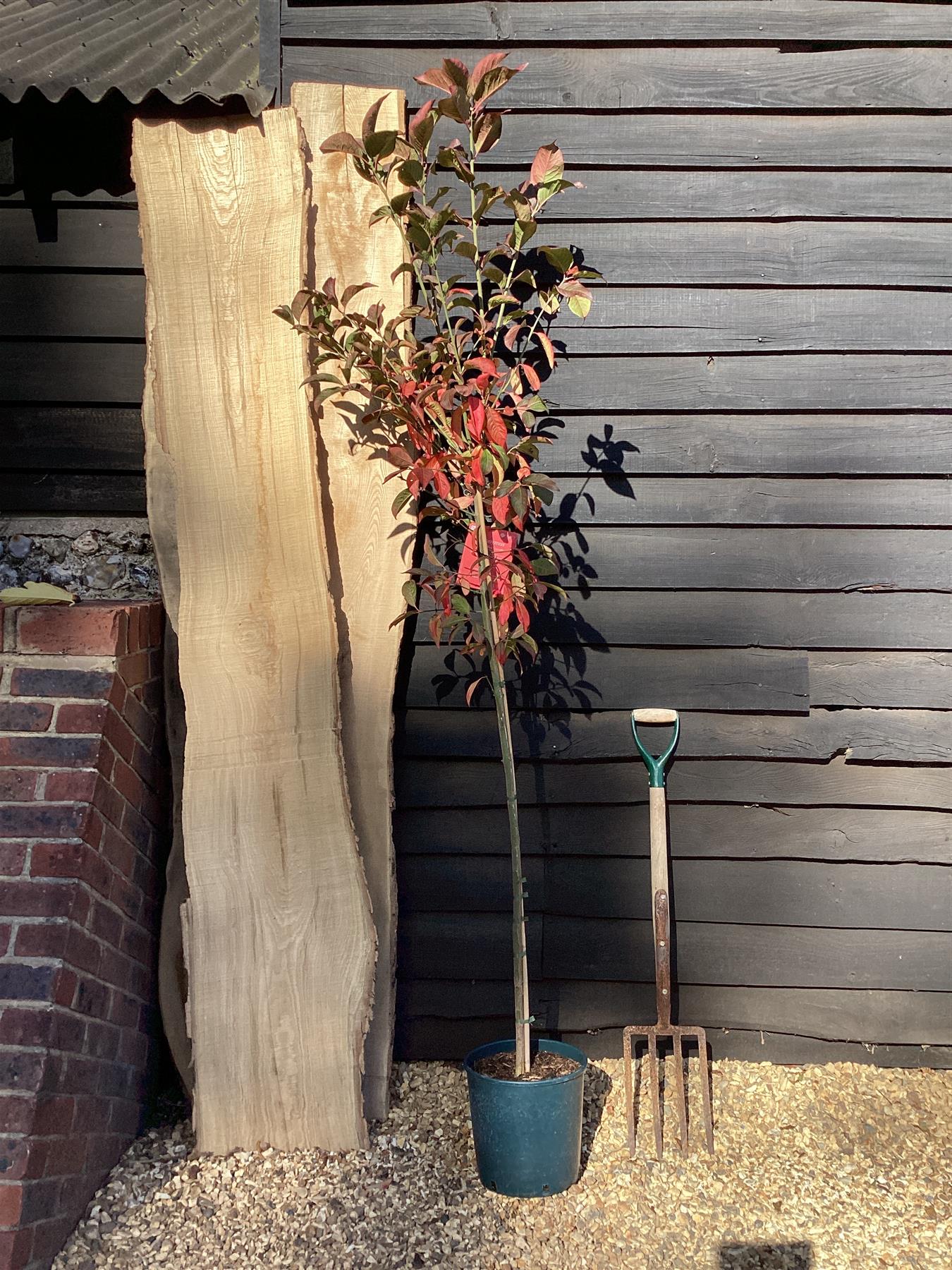 Euonymus Europaeus 'Red Cascade' | Spindle 'Red Cascade' - 140-180cm, 10lt