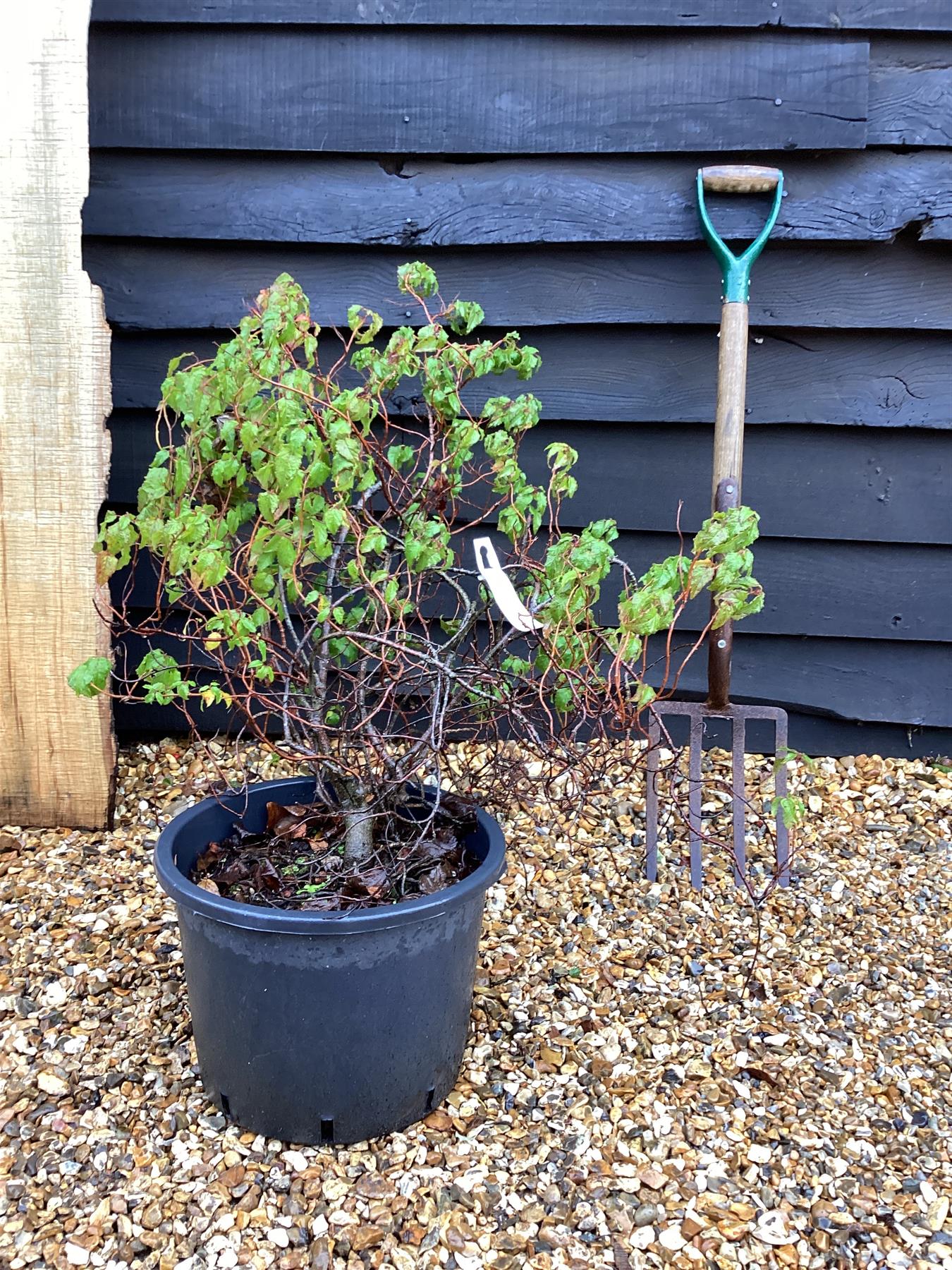 Cistus x argenteus 'Silver Pink' | Rock Rose Silver Pink - 50-100cm, 20lt