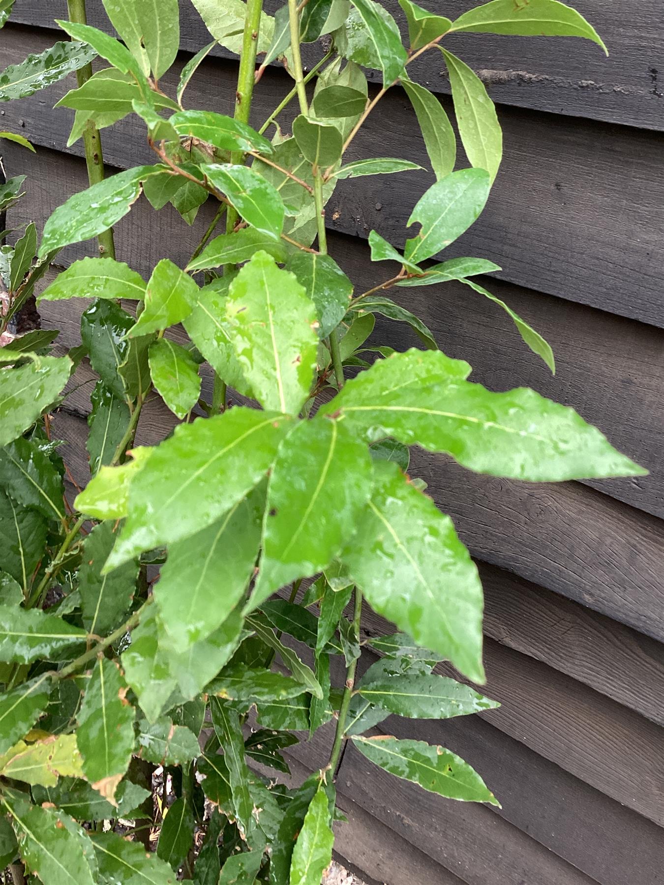 Laurus nobilis | Bay laurel - 220-300cm, 25lt