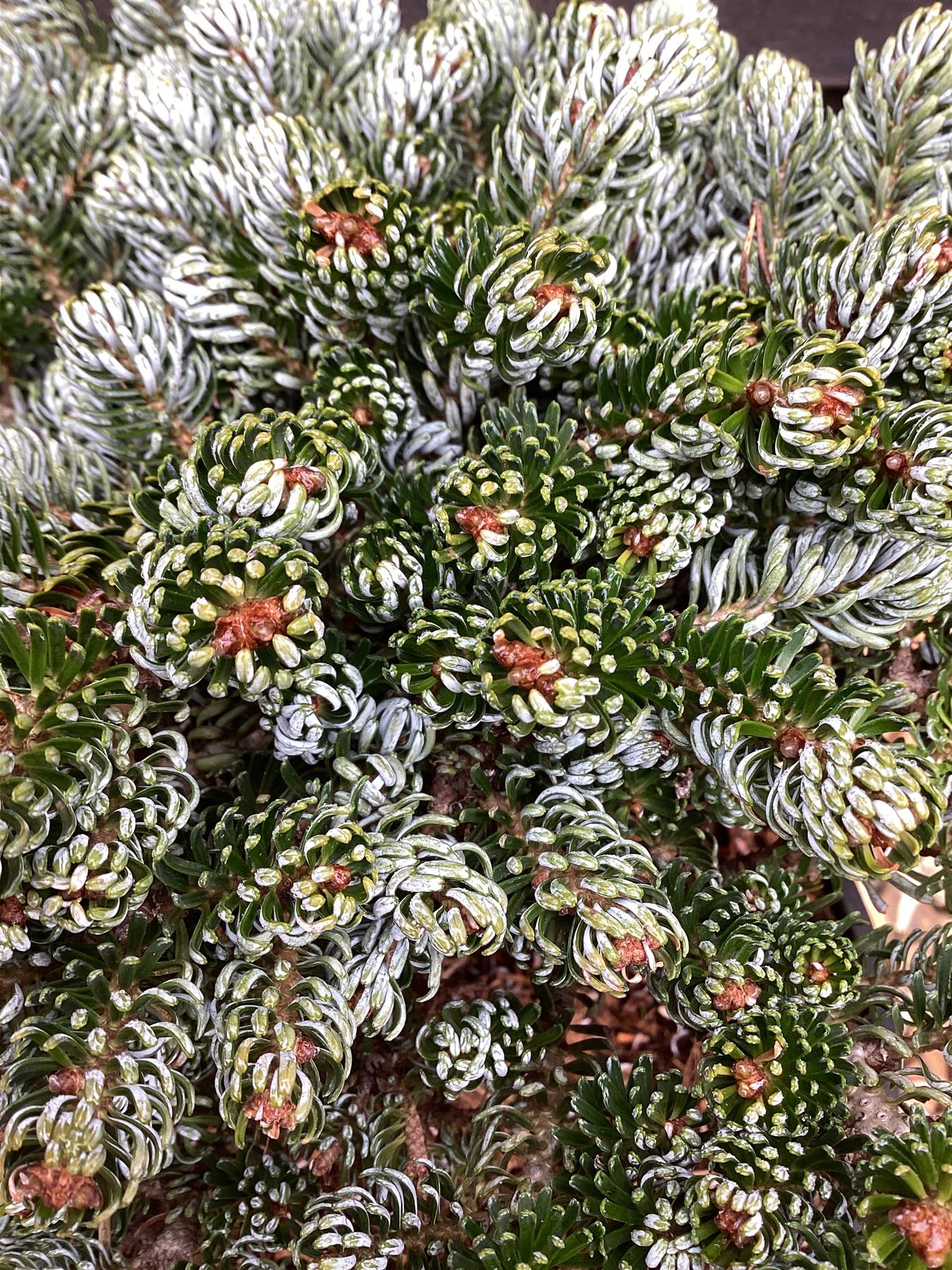 Abies koreana 'Ice Breaker' - Height 45cm - Width 20-25cm - 4.5lt