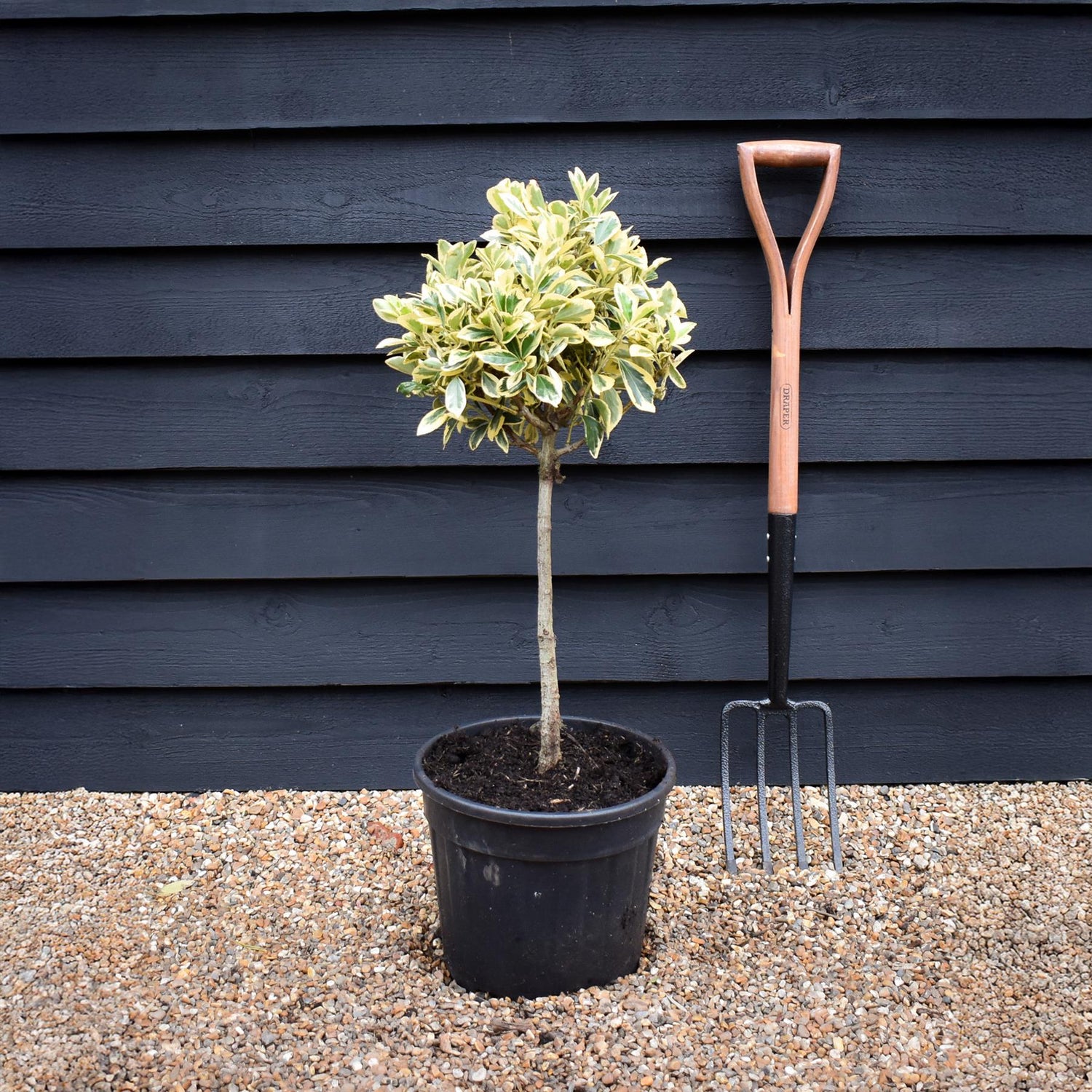 Euonymus japonicus 'Bravo' Quarter Standard | Spindle 'Bravo' - 70cm, 15lt