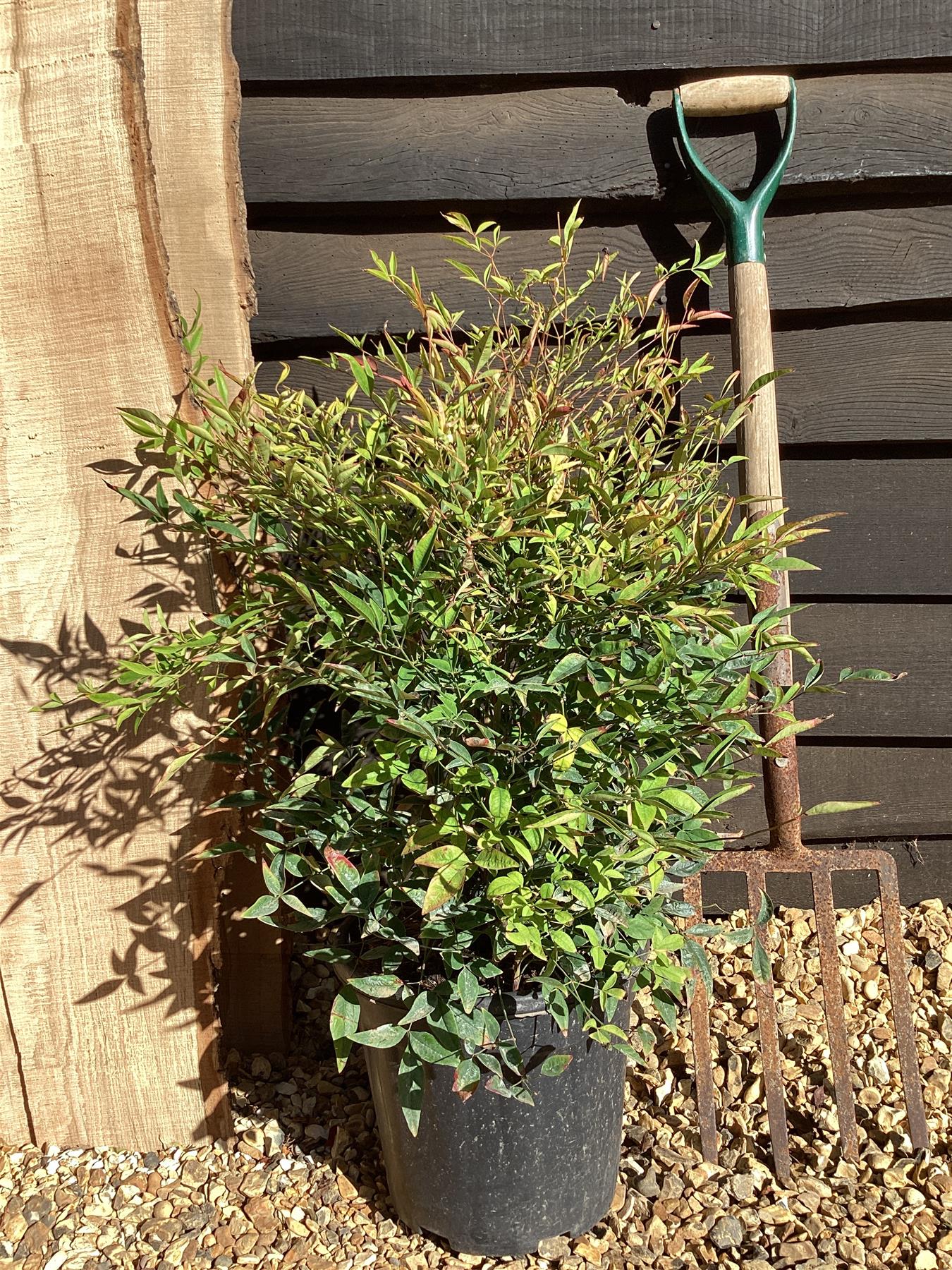 Nandina domestica | Heavenly Bamboo - 30-40cm, 10lt