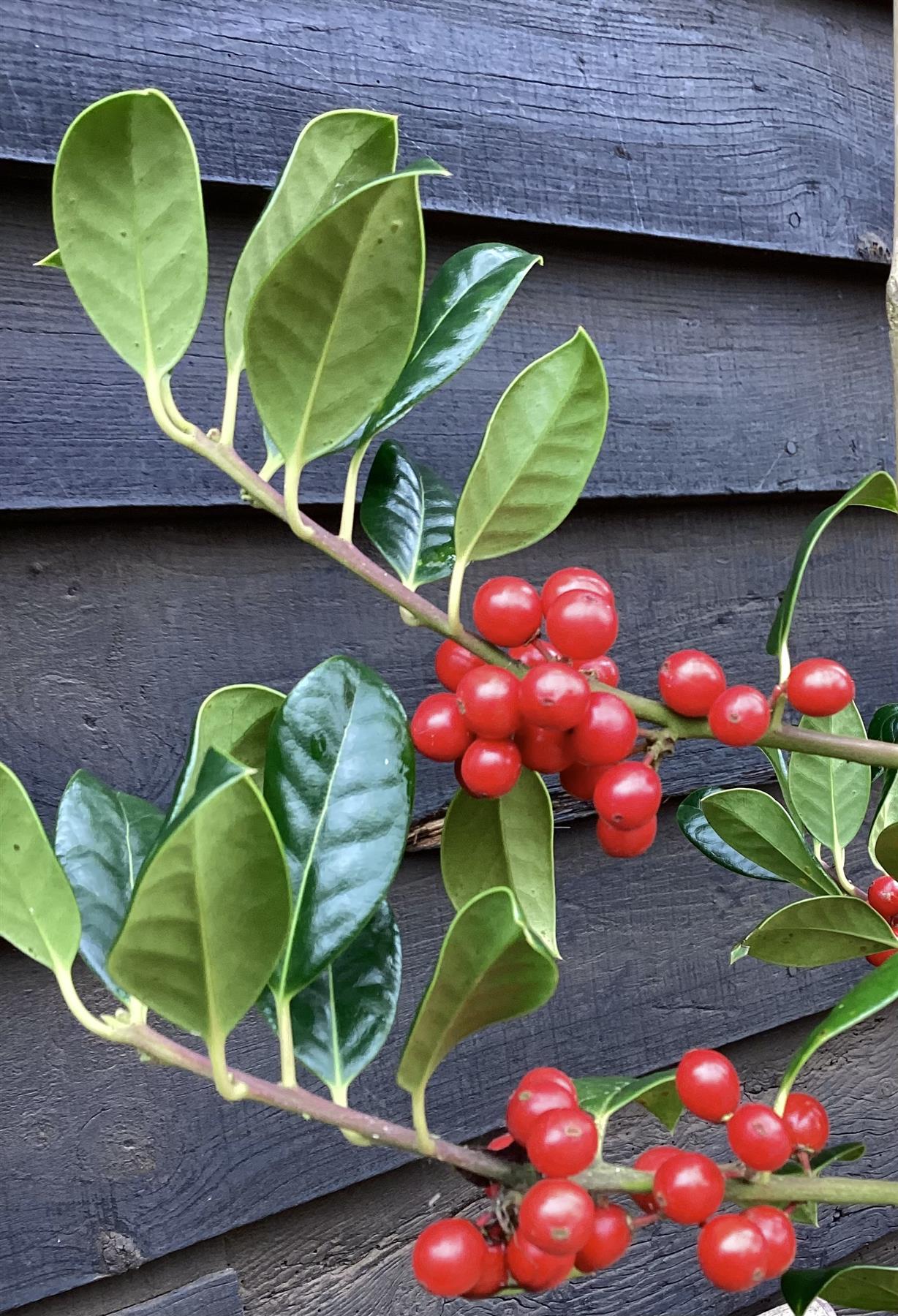 Ilex Aquifolium J.C. Van Tol | Holly 'J.C. van Tol' - 140-160, 10lt