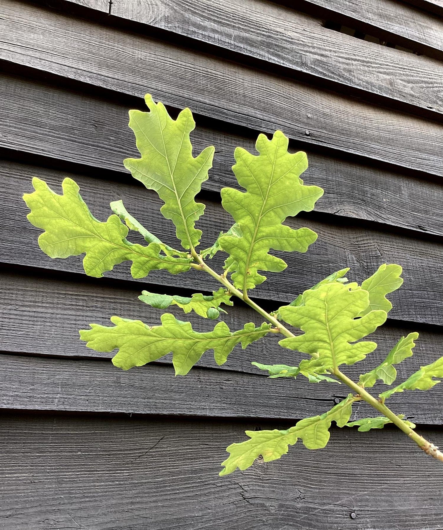 Quercus robur | English Oak - Height 150-200cm  10-12lt