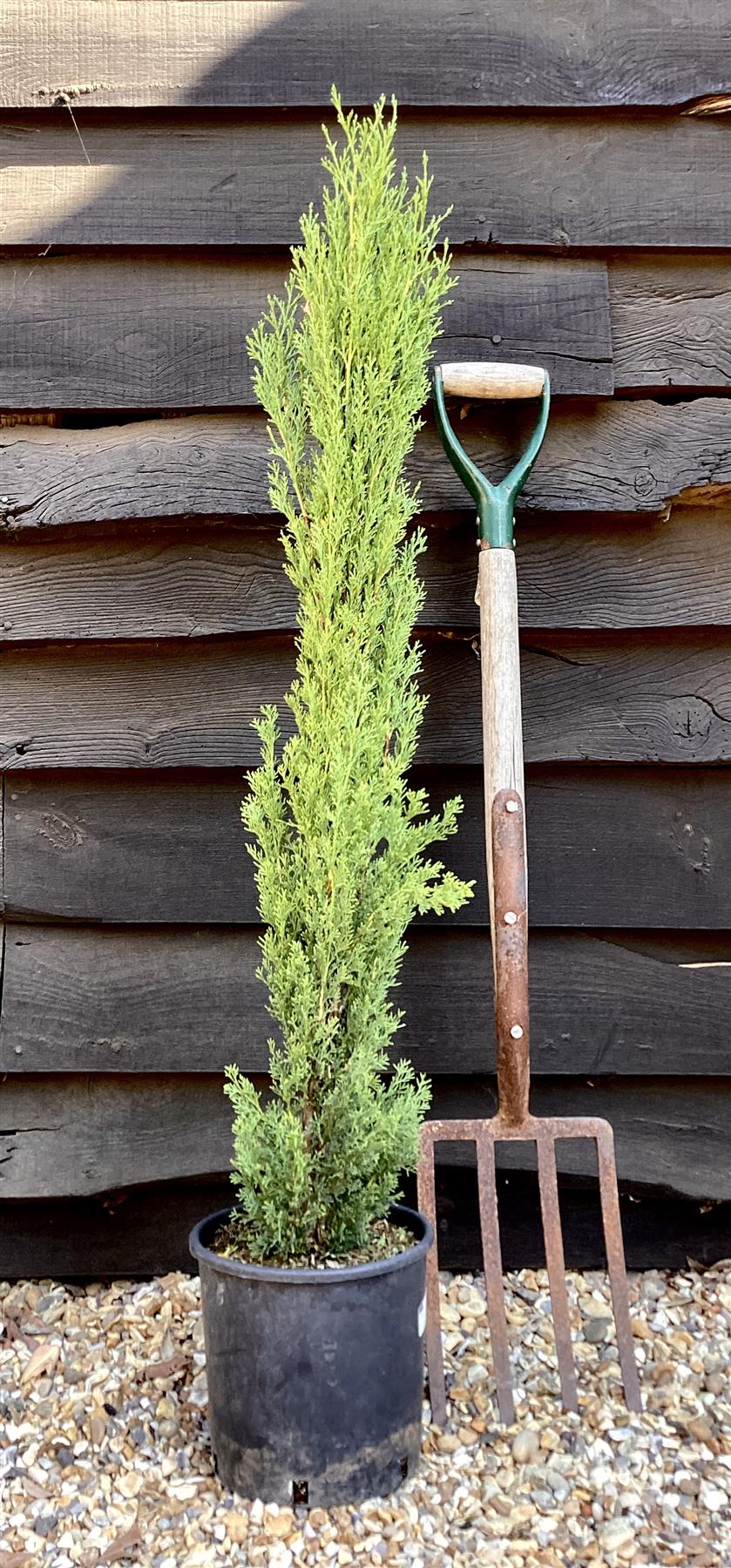 Italian Cypress | Cupressus sempervirens Totem - 50cm - 5lt