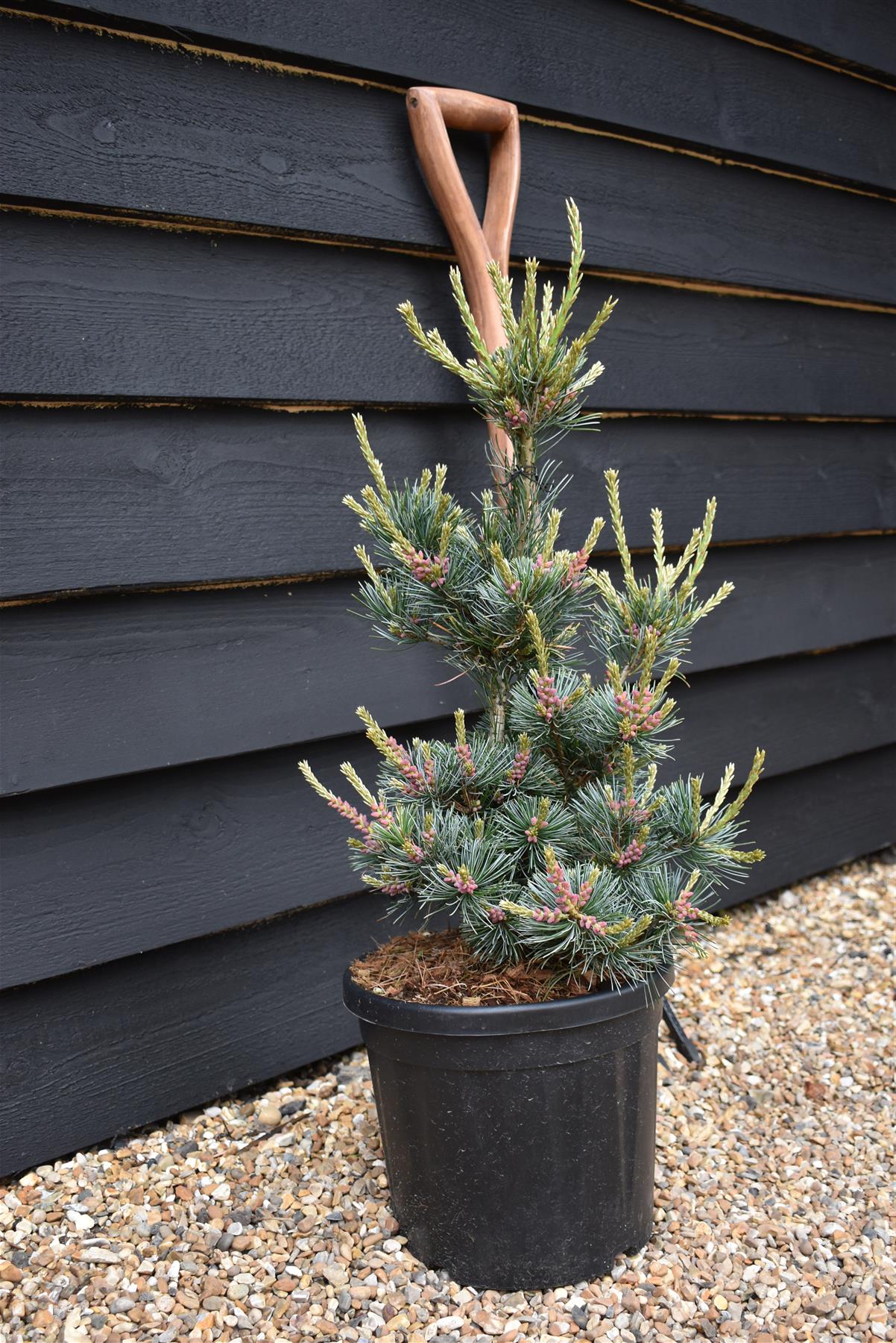 Pinus parviflora 'Negishi' | Japanese white pine - Height 50-60cm - Width 30cm - 10-12lt