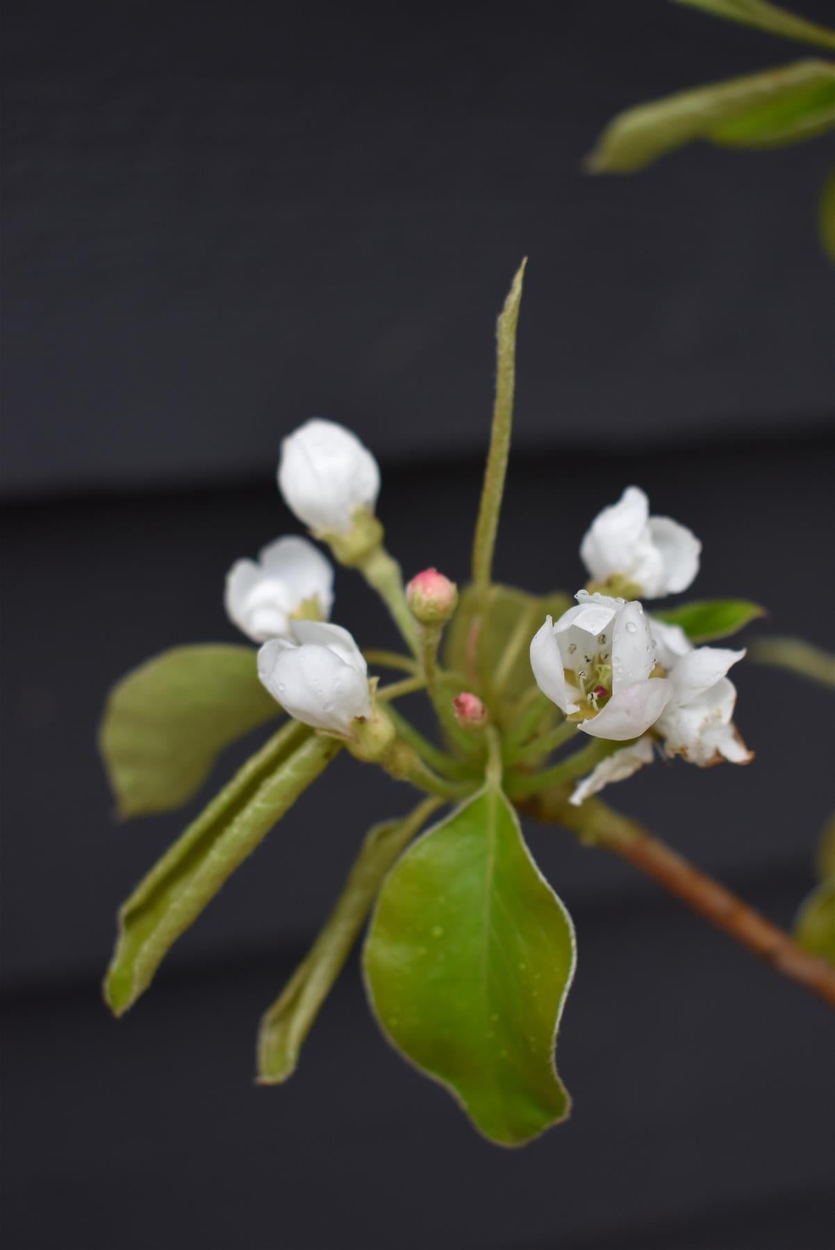 Pear Conference | Pyrus communis - Height 150-180cm, 10lt