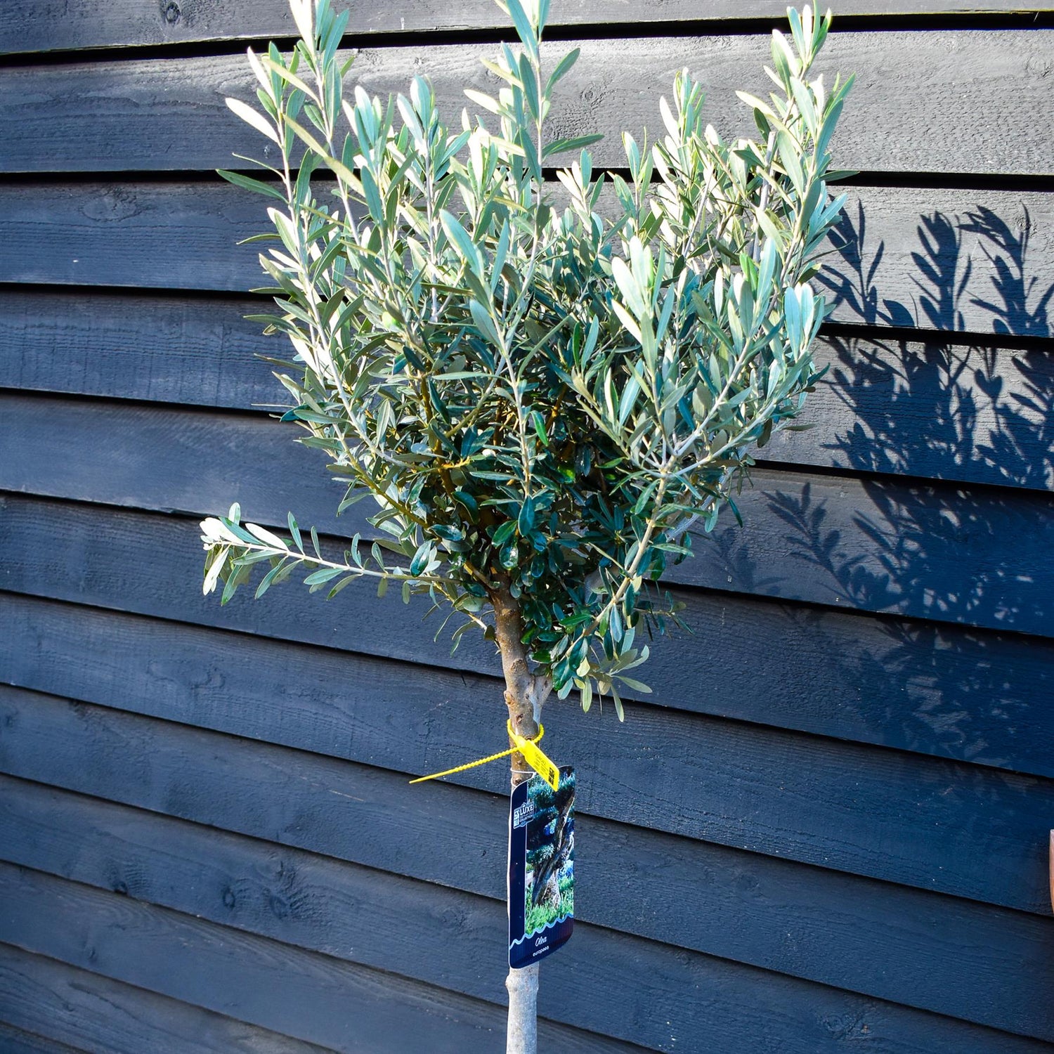 Olive Tree | Olea Europea - Half Standard - Height 120-130cm - 20lt