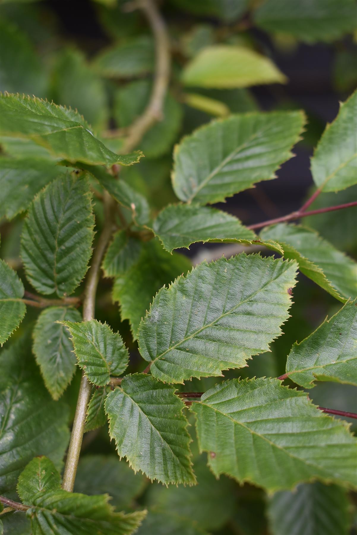 Carpinus betulus | European Hornbeam - 200-220cm, 30lt