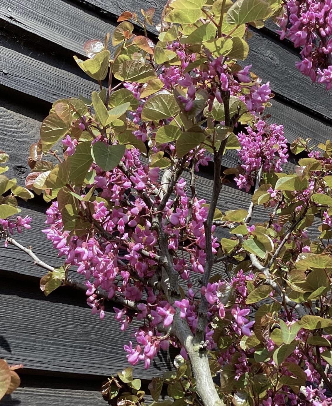 Cercis siliquastrum | Judas tree - 220-230cm, 130lt