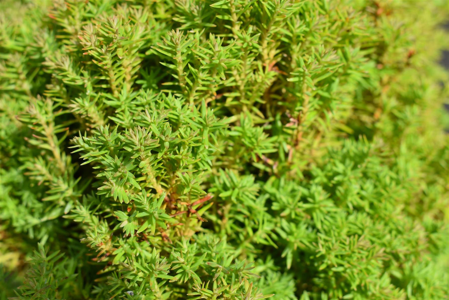 Thuja occidentalis 'Teddy' | Northern white-cedar Teddy - Width 20-25cm - Height 25cm - 5lt