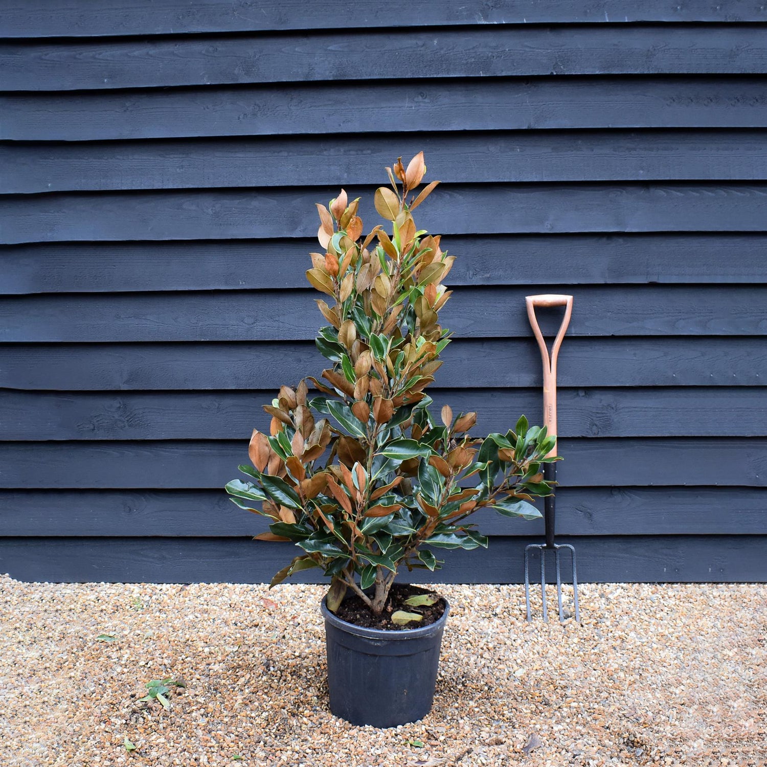 Magnolia Grandiflora Little Gem | Southern Magnolia ‘Little Gem’ - Bush - Height 100-120cm - 15lt