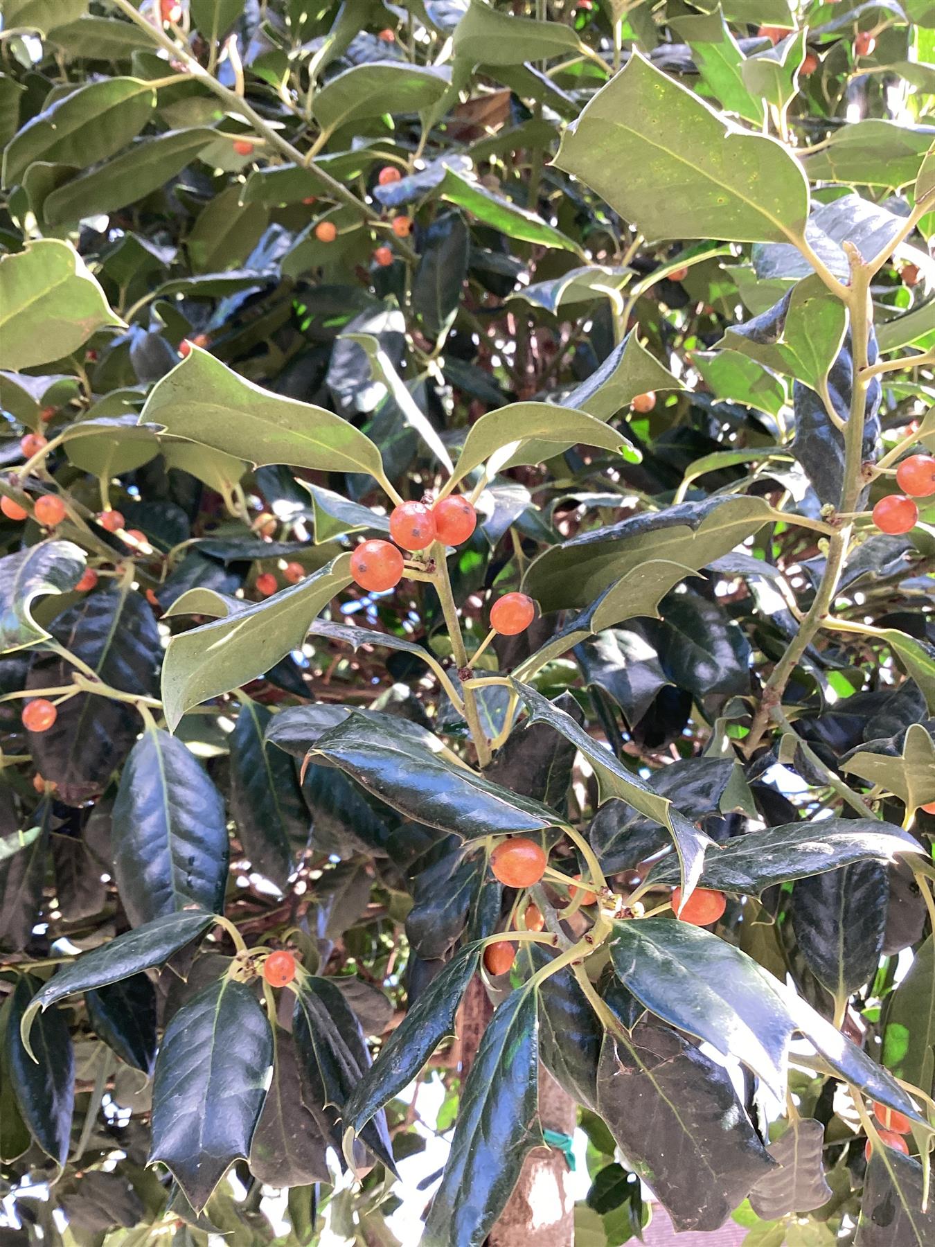 Ilex 'Nellie R. Stevens' | Holly 'Nellie R. Stevens' - Stam B - 400-410cm, 110lt