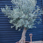 Olive Tree | Olea Europea - Specimen - Leaning trunk - Height 250-280 cm - Bowl 90lt