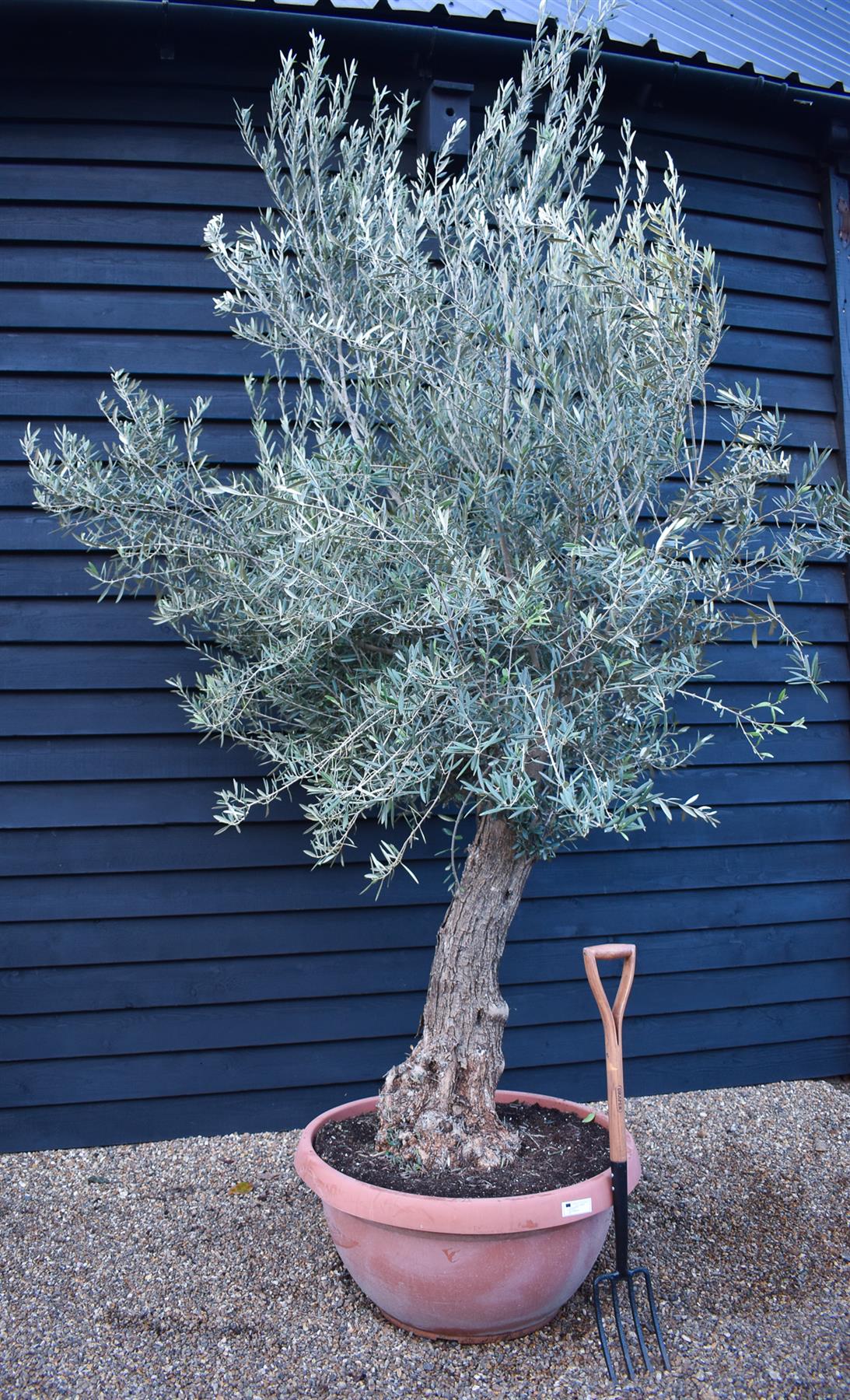 Olive Tree | Olea Europea - Specimen - Leaning trunk - Height 250-280 cm - Bowl 90lt