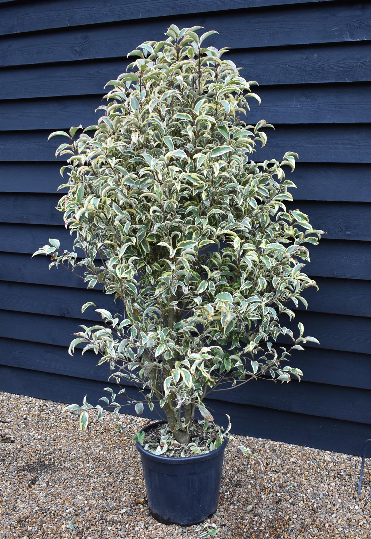 Ligustrum lucidum Variegatum | Variegated Privet - Bushy shrub - Height 140-150cm - 25lt