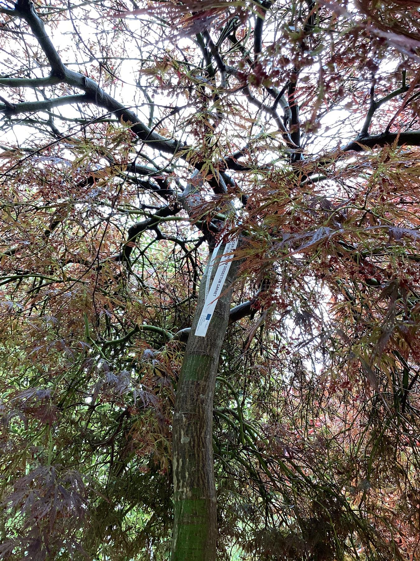 Acer palmatum 'Garnet' | Garnet Japanese Maple - Girth 20cm - Stem 130cm - 180cm - 130lt