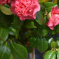 Camellia Japonica  |  Japanese Camellia (Pink) - Multistem - Height 300-400cm -150-180lt