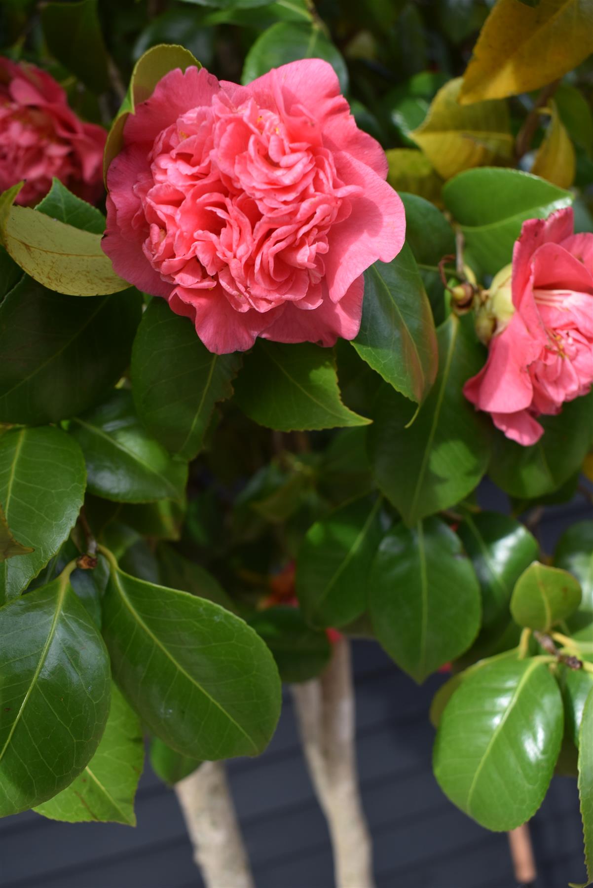 Camellia Japonica  |  Japanese Camellia (Pink) - Multistem - Height 300-400cm -150-180lt