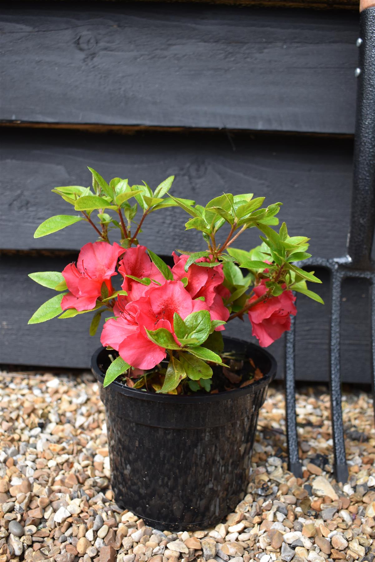 Azalea Japonica 'Vuyk's Scarlet' - 10-15cm - 3lt