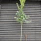 Crataegus Persimilis 'Prunifolia' | Broad-leaved Cockspur Thorn - Clear Stem - Standard - Girth 8-10cm - Height 370-400cm - 70lt