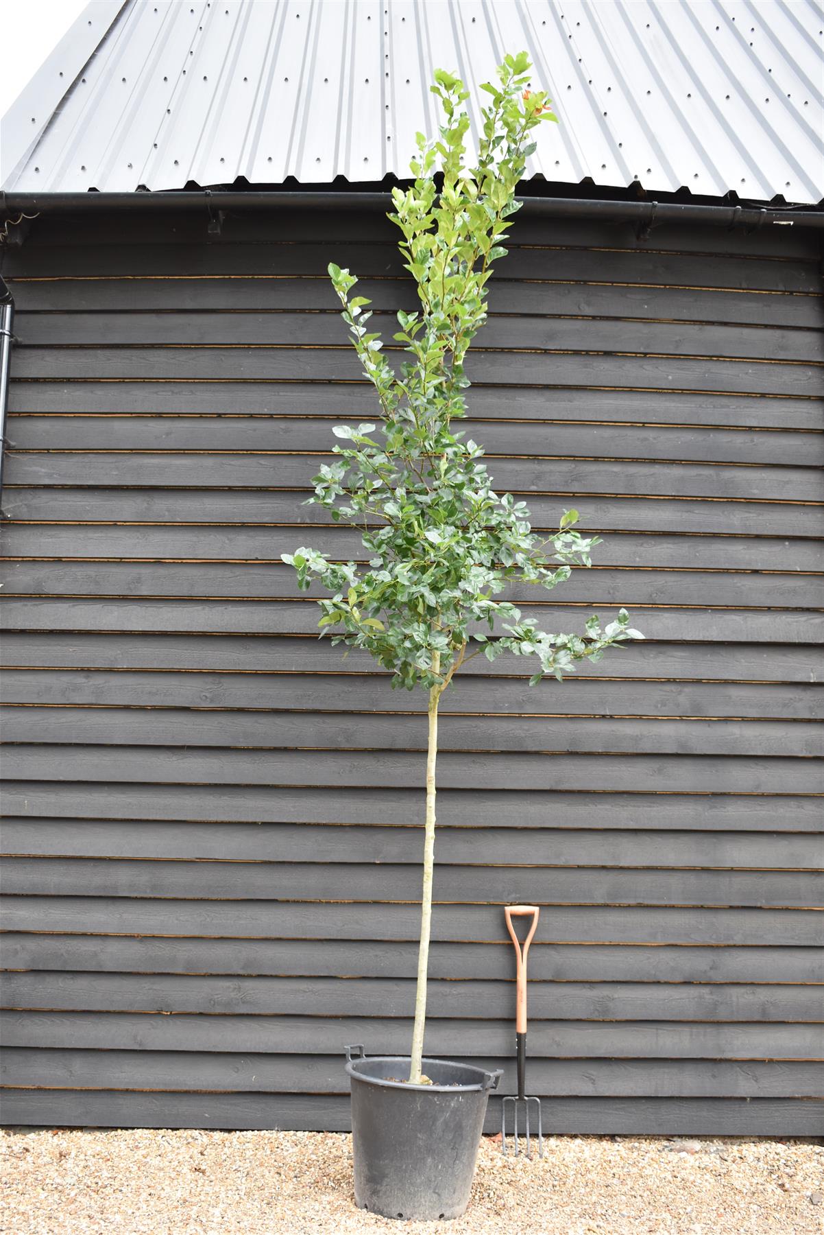 Crataegus Persimilis 'Prunifolia' | Broad-leaved Cockspur Thorn - Clear Stem - Standard - Girth 8-10cm - Height 370-400cm - 70lt