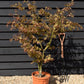 Acer palmatum 'Osakazuki' | Japanese Maple - Bushy - 120-160cm - 18lt