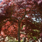 Acer palmatum 'Garnet' | Garnet Japanese Maple - Girth 34cm - 350-360cm - 600lt