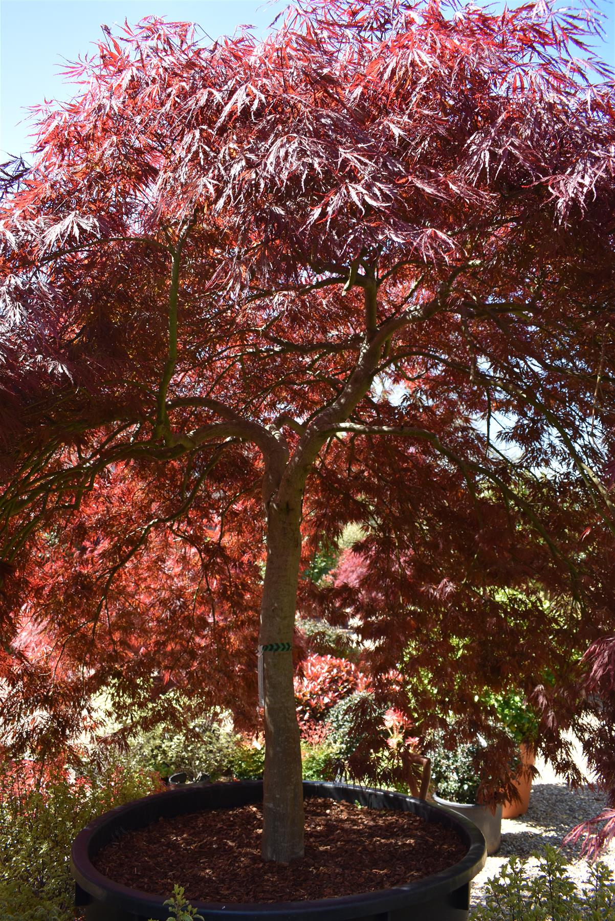 Acer palmatum 'Garnet' | Garnet Japanese Maple - Girth 34cm - 350-360cm - 600lt